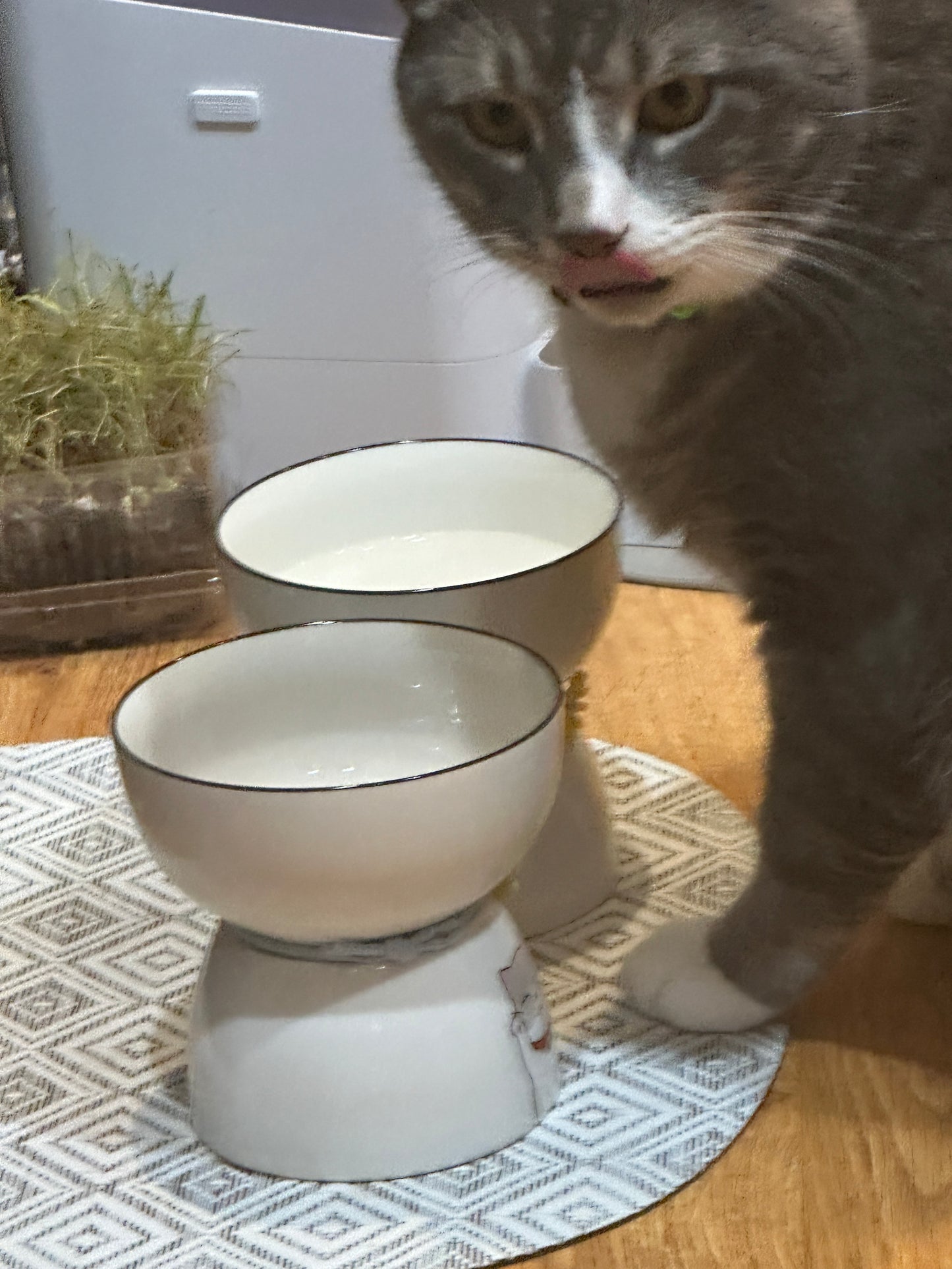 Elevated ceramic bowls for pets, Cats bowl, ceramic bowl for small pets, cat feeder for cats and small dogs