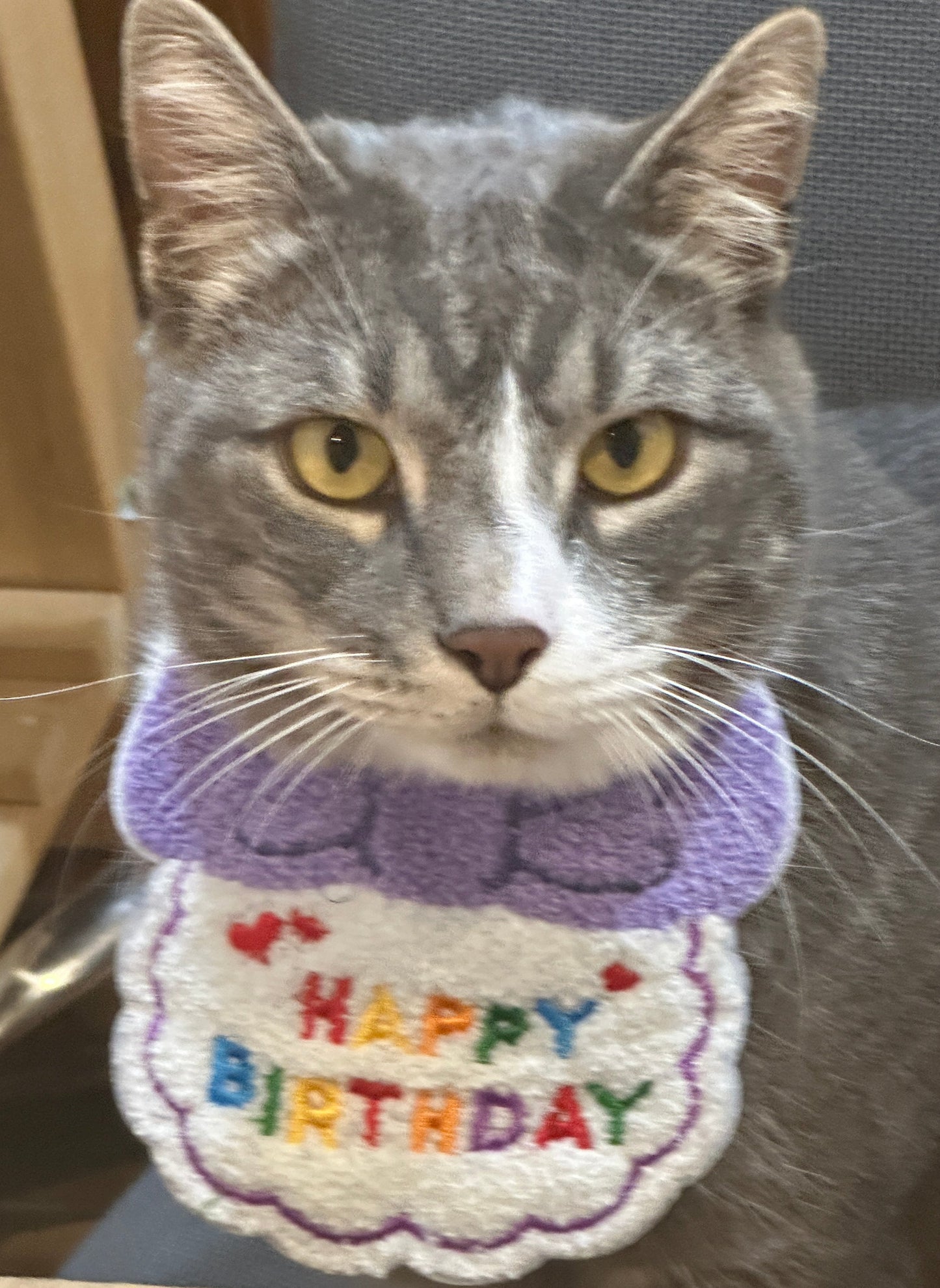Birthday Dog Bib, pet bandana, cat bib, cat bib, Birthday gift for ppets